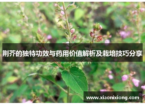 荆芥的独特功效与药用价值解析及栽培技巧分享